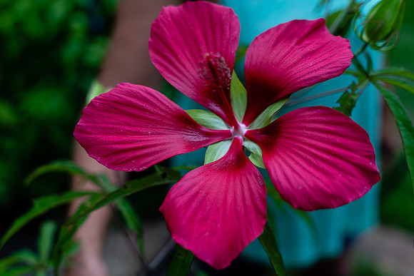 Flowers Carter-2401