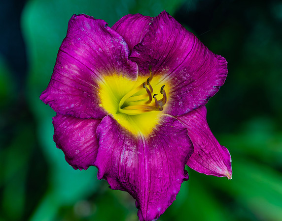 Flowers Carter-2415