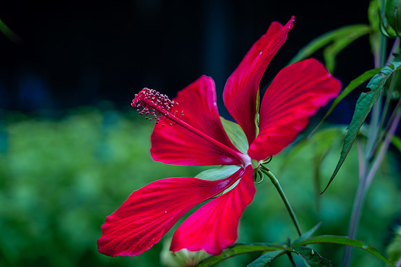 Flowers Carter-2394