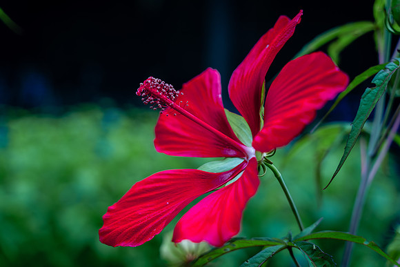 Flowers Carter-2395
