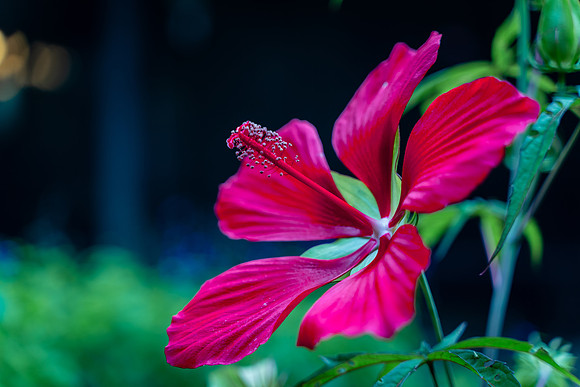 Flowers Carter-2397